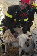 Agrigento, il nucleo SAF salva 15 pecore a Caltabellotta