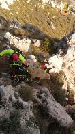 Agrigento, il nucleo SAF salva 15 pecore a Caltabellotta