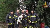 Catanzaro, salvato un cucciolo di Bretone caduto accidentalmente in un dirupo