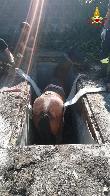 Varese, soccorso un cavallo caduto in un fosso a Solbiate Olona