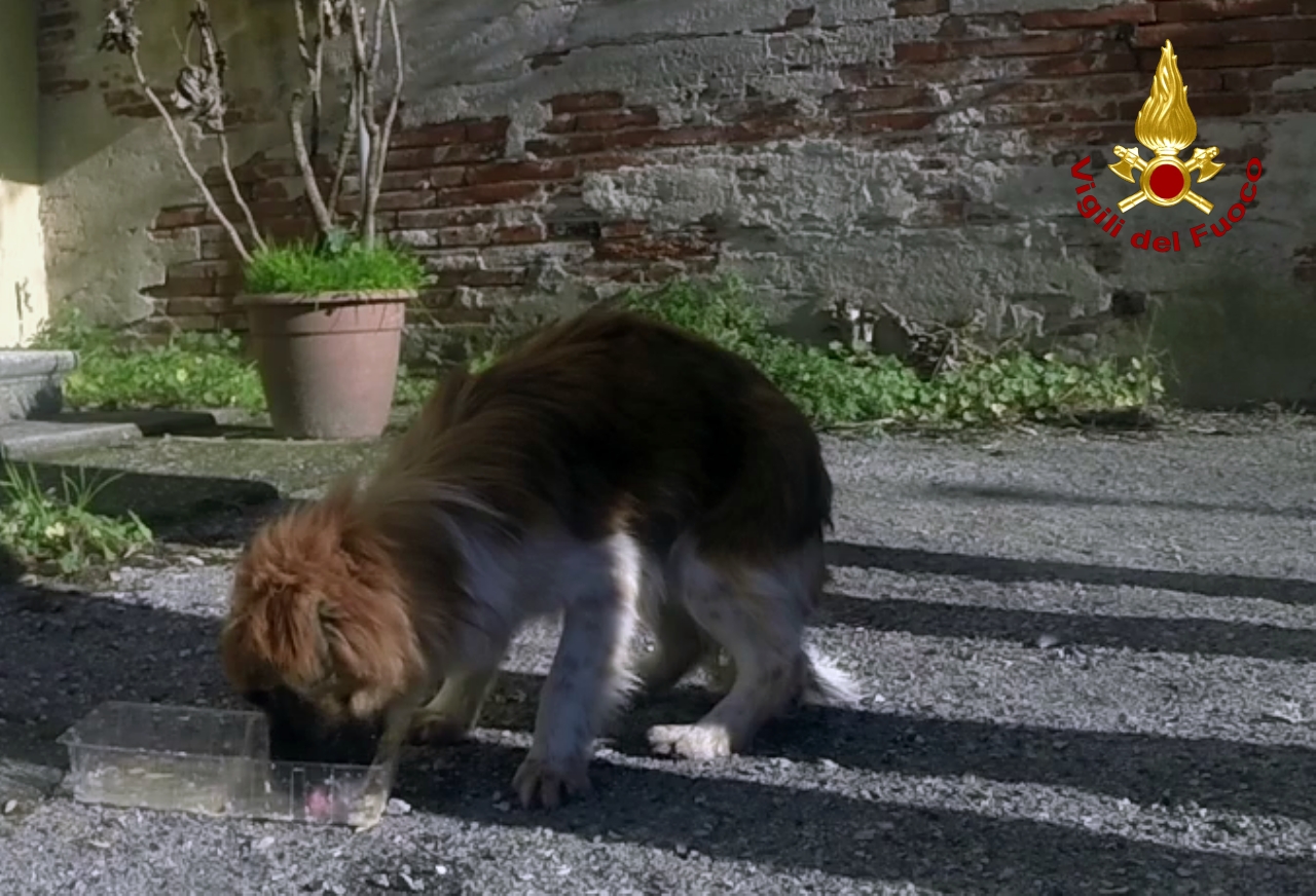 Lucca, tratto in salvo un cane