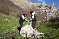 Ascoli Piceno, recupero bovini nel territorio di Montemonaco