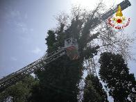 Roma, rimosso albero pericolante sulla Tangenziale Est nei pressi di Vigna Clara