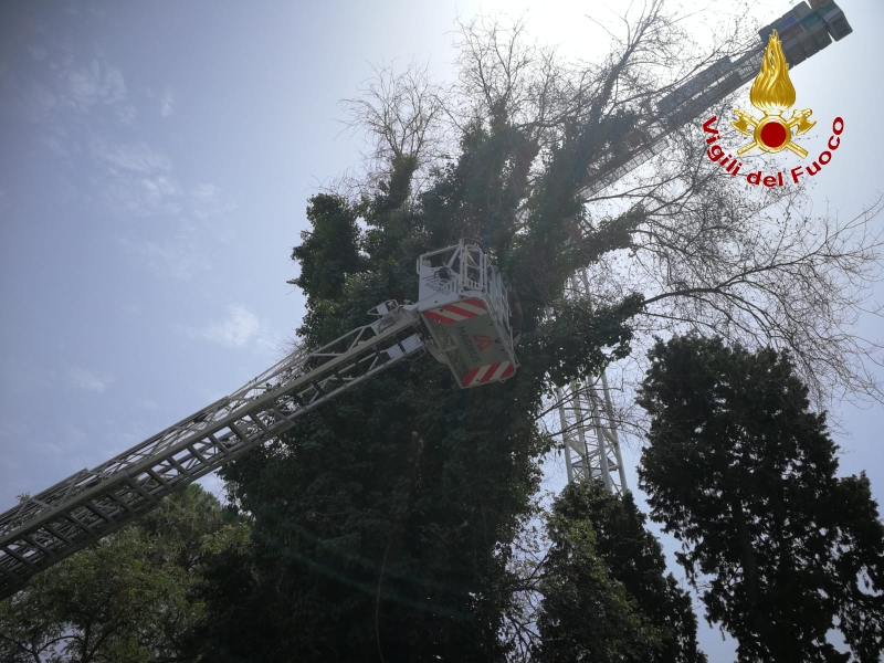 Roma, rimosso albero pericolante sulla Tangenziale Est nei pressi di Vigna Clara