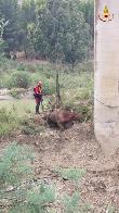  Caltanissetta, recupero animale nella valle dell'Imera