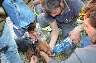 Palermo, salvato un cane all'interno di una cavit naturale nel comune di Baucina