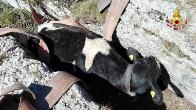 Verona, salvato un bovino rimasto imprigionato tra le rocce di una forra