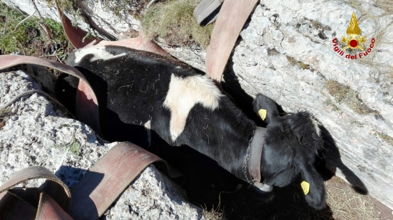Verona, salvato un bovino rimasto imprigionato tra le rocce di una forra