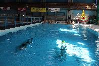 Vicenza, dodici Vigili del Fuoco abilitati per il nuoto di salvamento