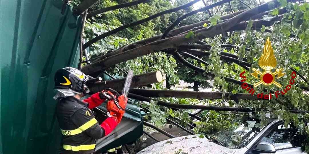 Albero pericolante - Borgosesia (VC)