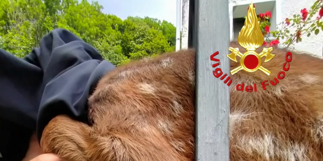 Cerbiatto incastrato in una recinzione liberato dai Vigili del fuoco