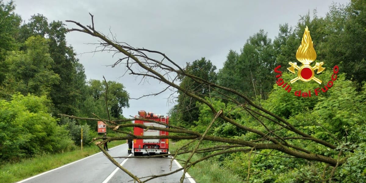 Bloccata la SP142 tra Gattinara e Roasio per una pianta caduta sulla strada