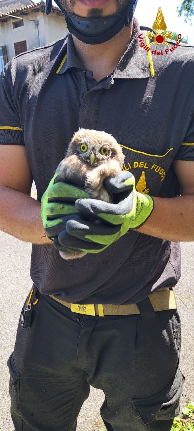 Gufo salvato a Gorizia