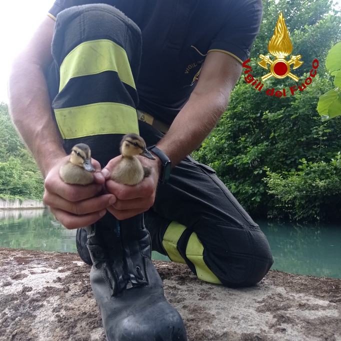 Anatroccoli di germano salvati alla cascata delle Marmore