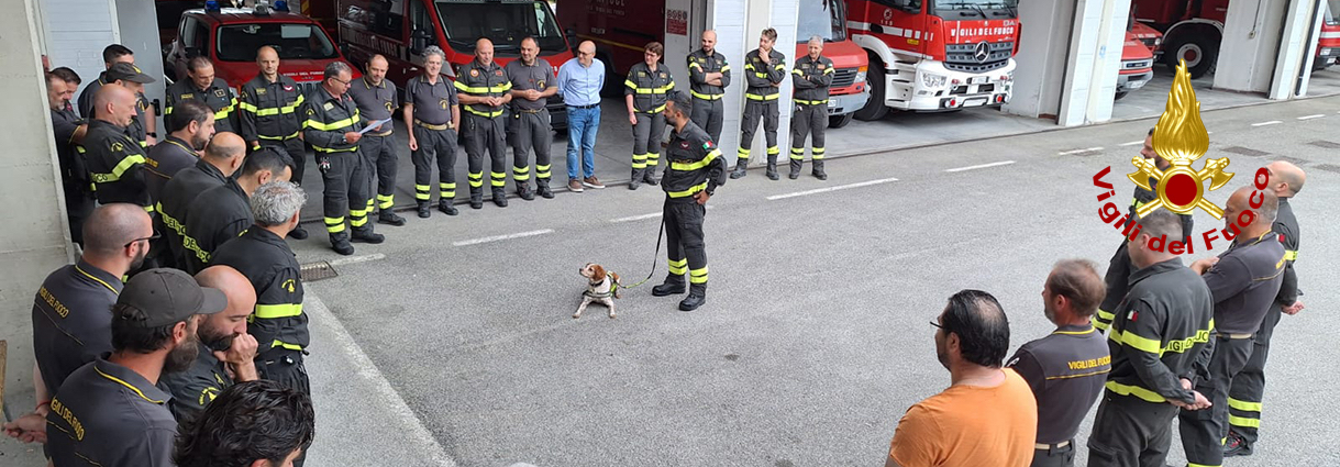copertina.jpg Va in pensione Foglia, il cane Vigile del fuoco di Prato