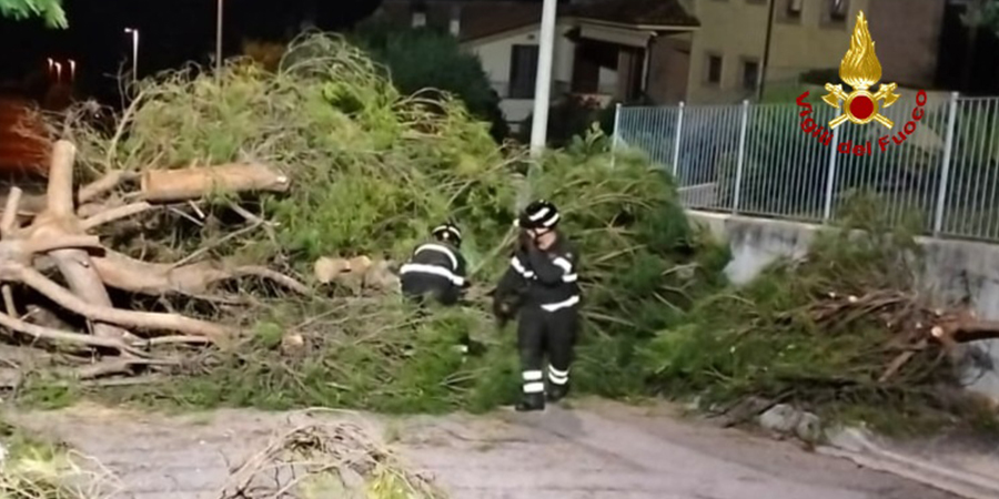 Interventi dei Vigili del fuoco su alberi pericolanti a Senigallia e Osimo