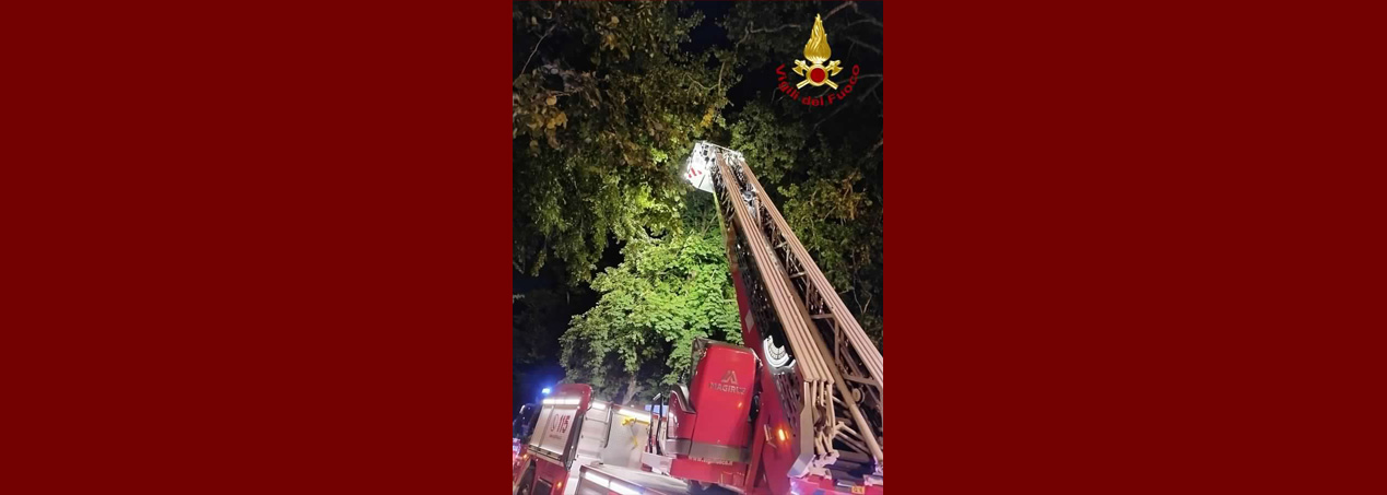 Intervento dei Vigili del fuoco sulle Mura Urbane per la rimozione di un grosso ramo