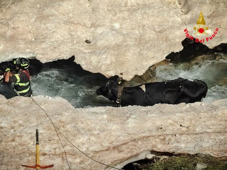 Mucca scivola in un crepaccio: la salvano i Vigili del fuoco