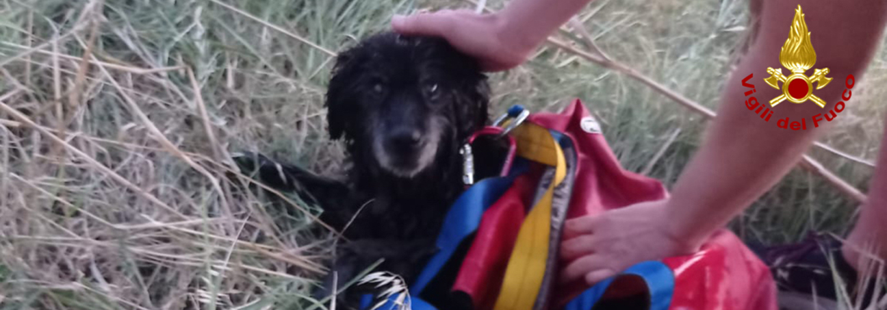 sito.jpg I Vigili del fuoco salvano un cane caduto in pozzo profondo 4 metri