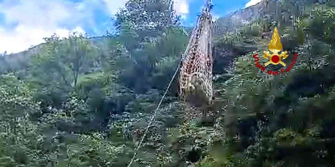 I Vigili del fuoco salvano un toro finito nel torrente in località Rassa