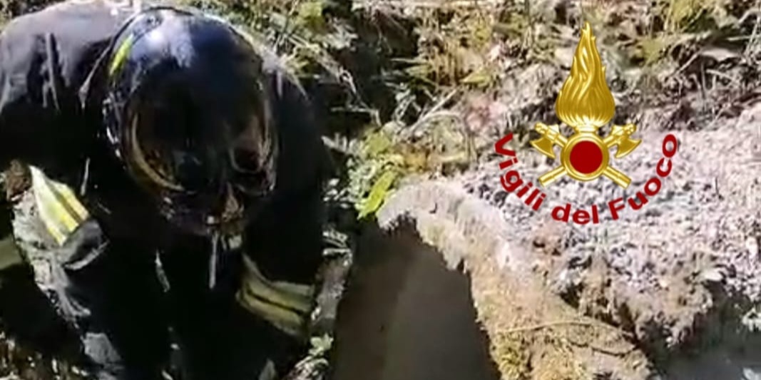 Volpe incastrata in un canale a Serravalle Sesia