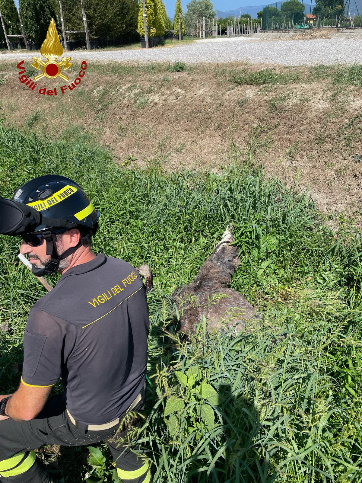 struzzo1.jpeg Recuperato e soccorso uno struzzo