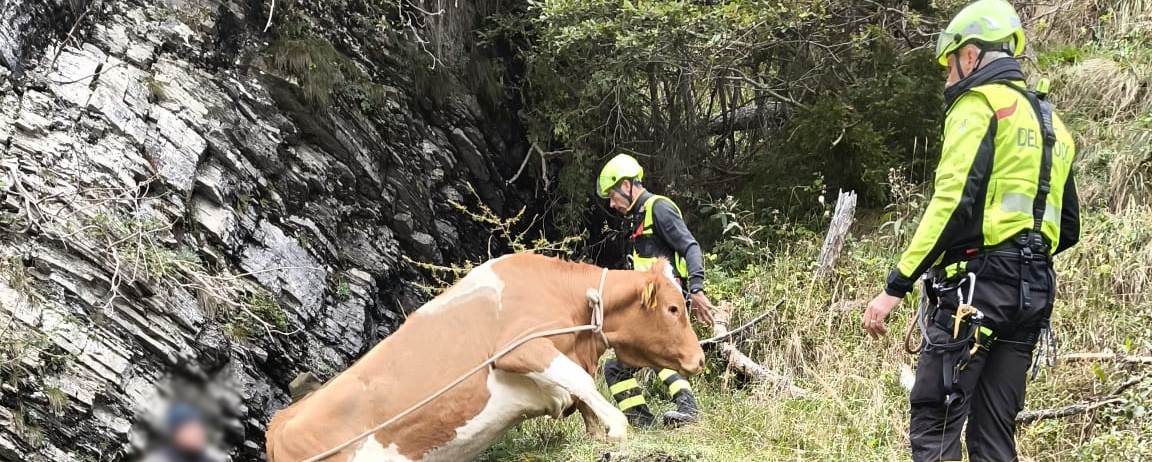 Mucca scivola in un dirupo: salvata dai Vigili del fuoco