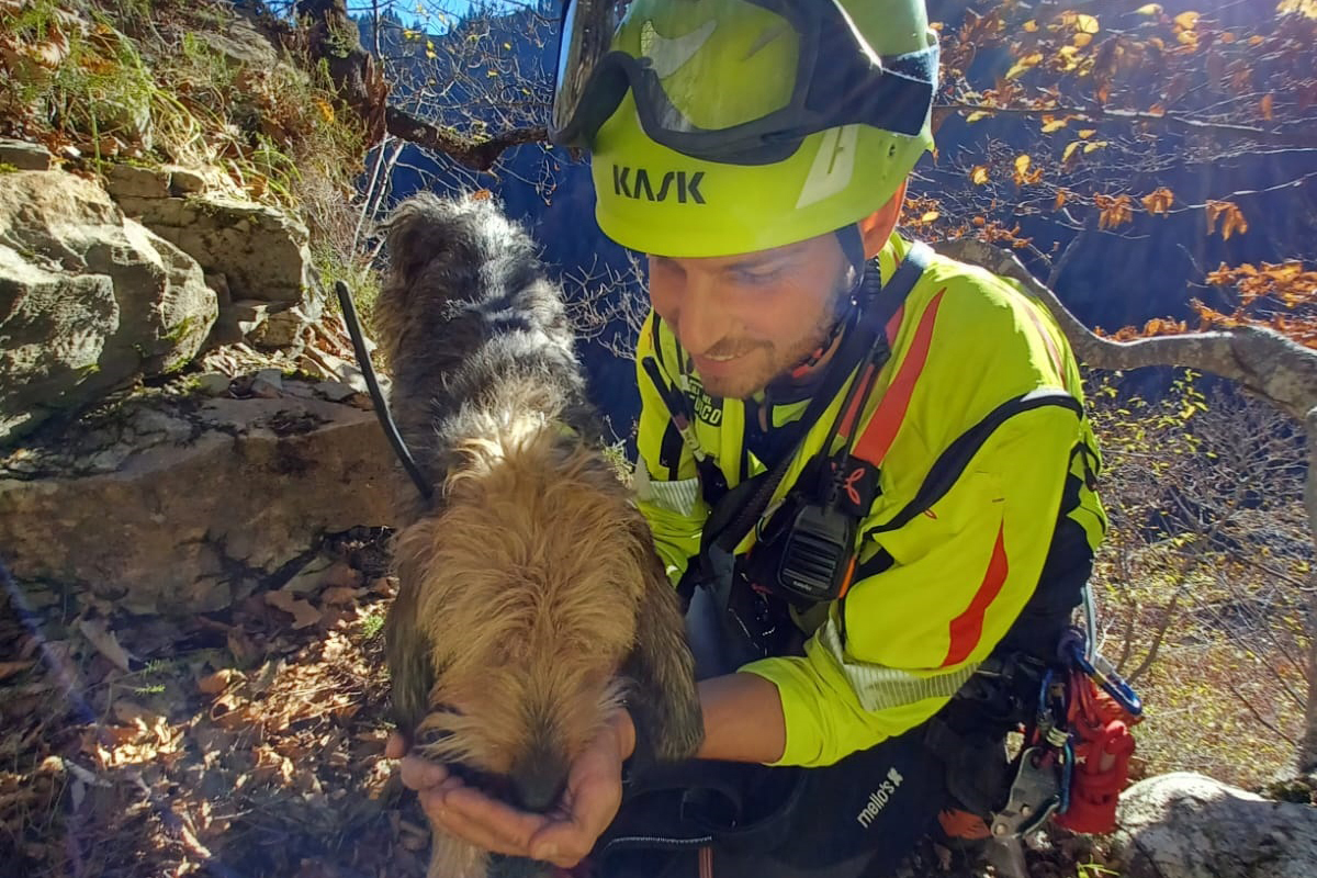 soccorso cane