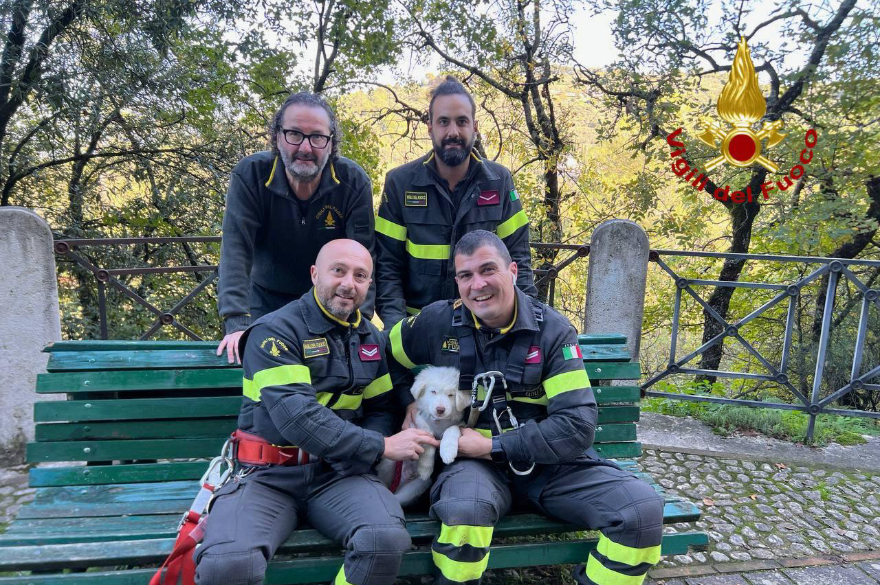 Recupero cucciolo pastore maremmano