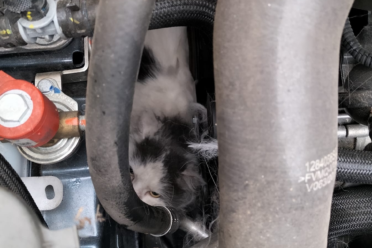 copertina.jpg Sequals - soccorso gattino