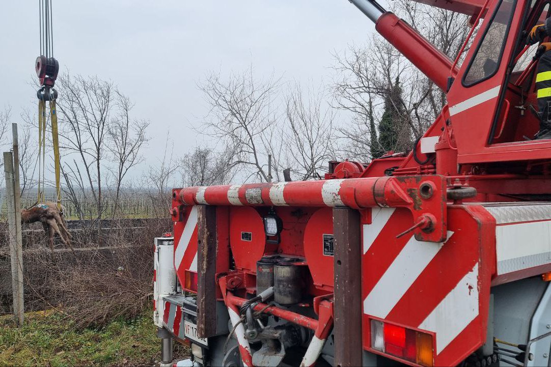 COPERTINA.jpg Salvataggio cervo