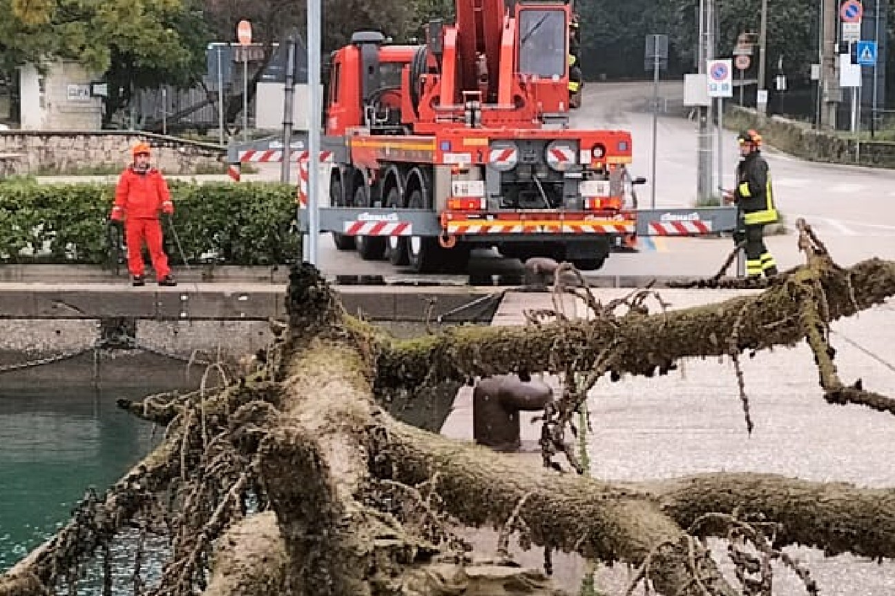 Albero in mare Albero in mare