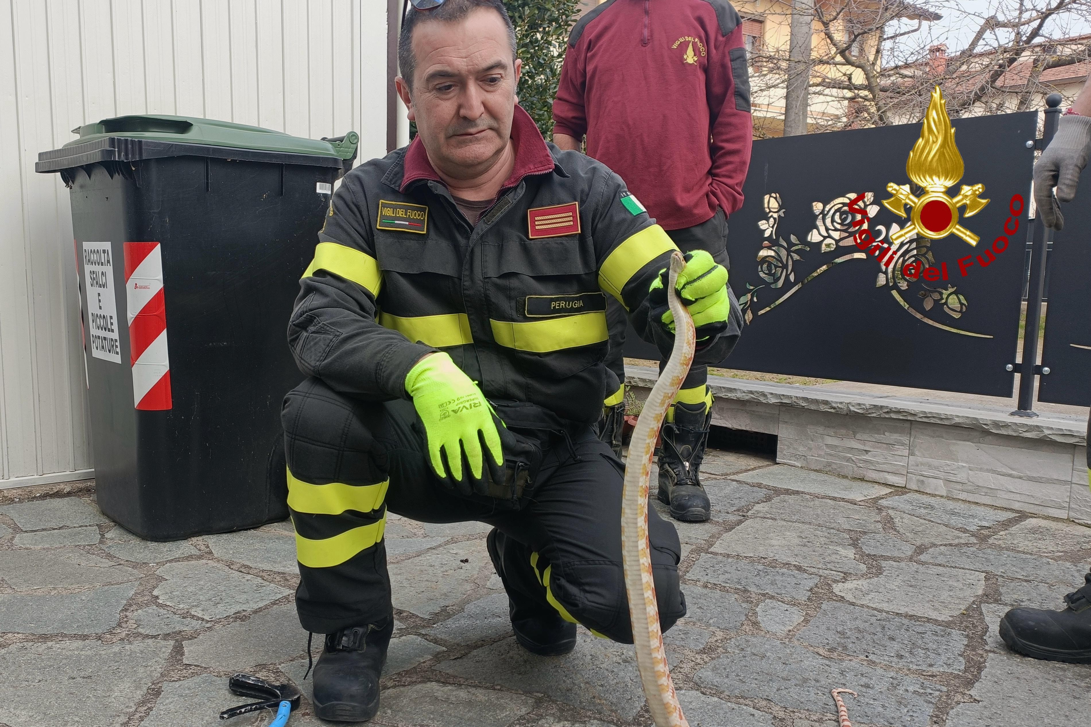 Cattura pitone albino in un giardino