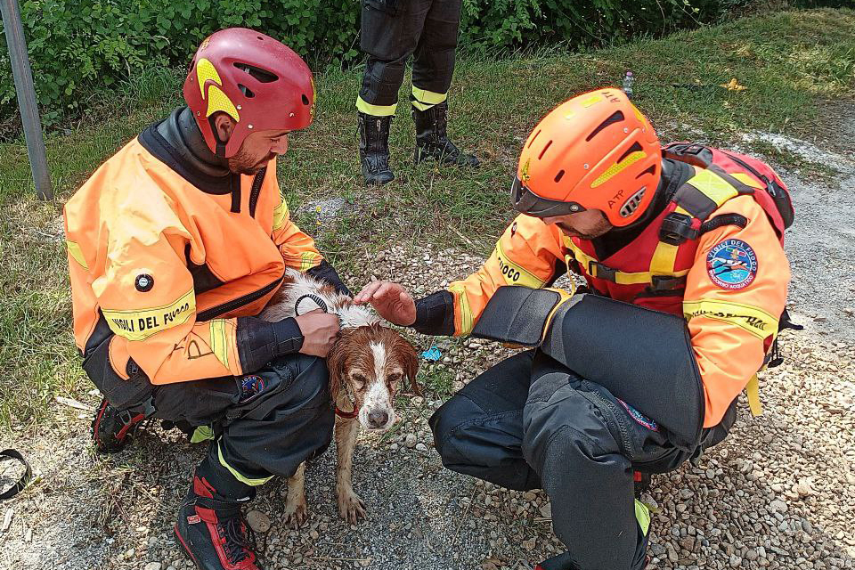 Soccorso cane Due Vigili del fuoco soccorrono un cane caduto in una roggia