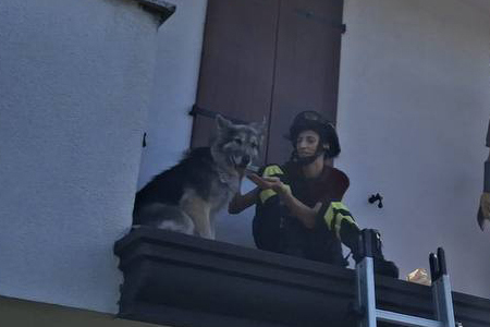 Soccorso cane Soccorso cane