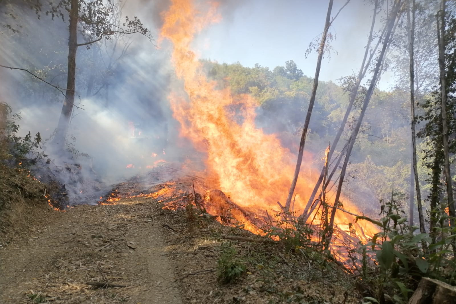 Incendio boschivo Incendio boschivo