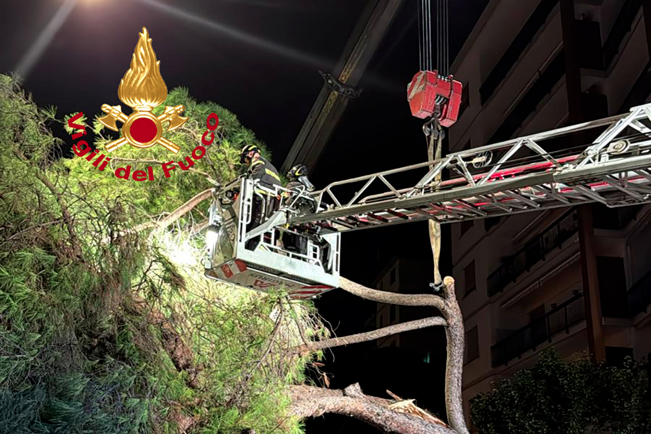 taglio albero taglio