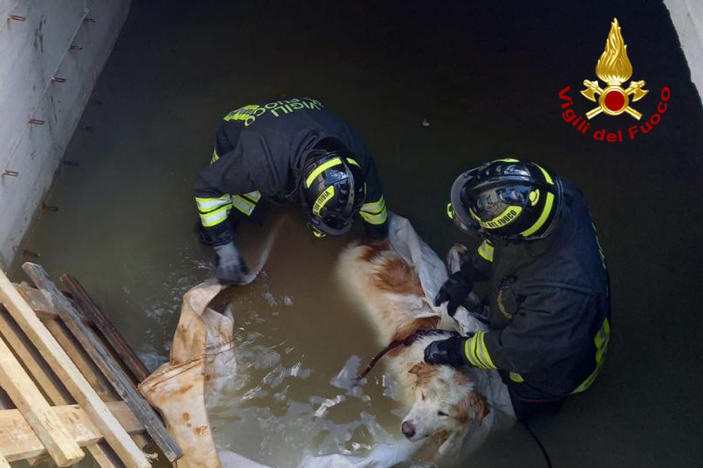 recupero animale recupero animale