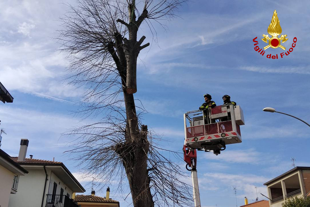 Albero pericolante Albero pericolante