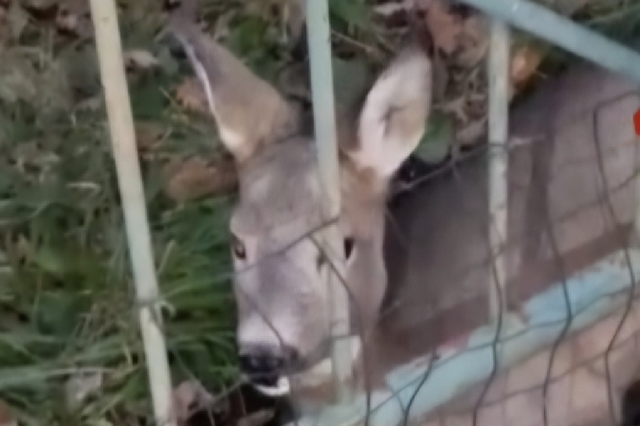 Muggia: soccorso capriolo