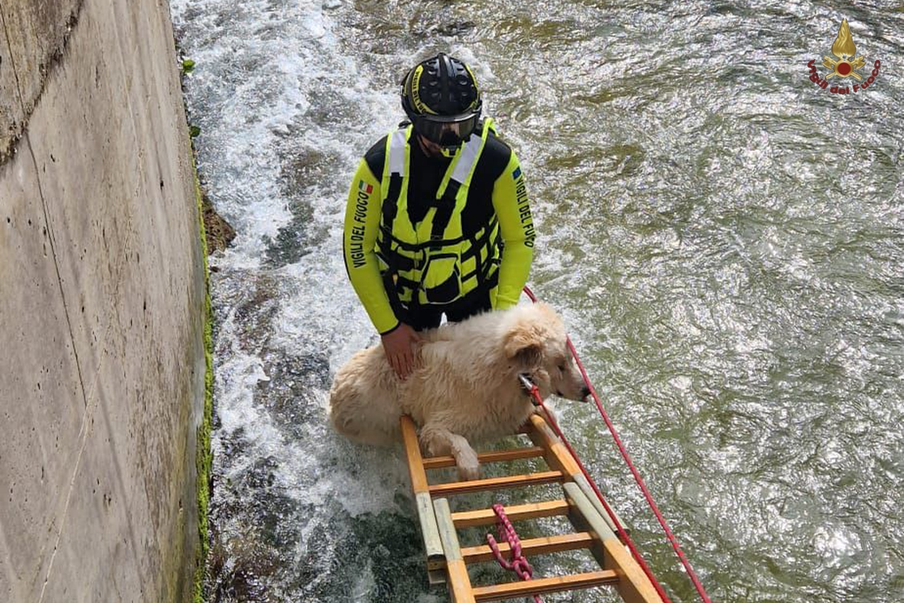 Salvataggio del cane Nebbia