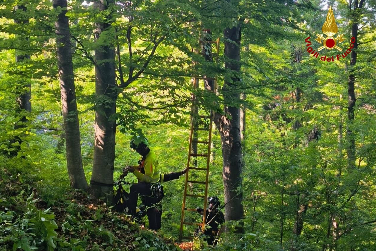 I Vigili del fuoco soccorrono il pilota di un parapendio finito tra gli alberi a Schia