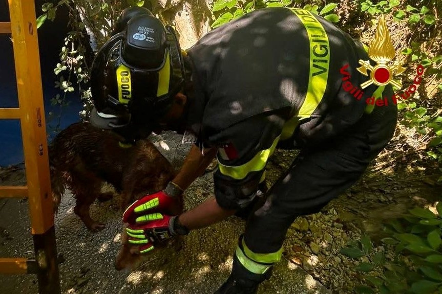 recupero animale