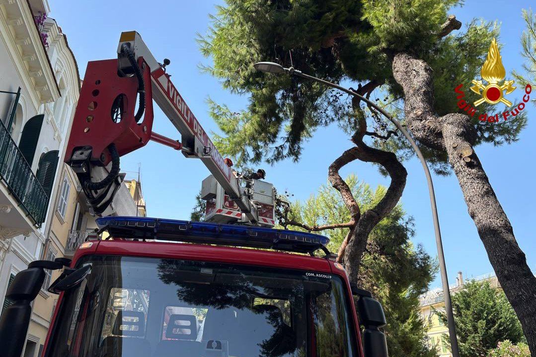 rimozione alberi
