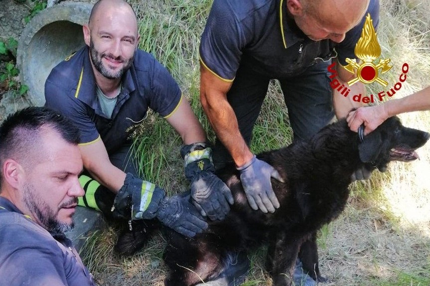 recupero animale