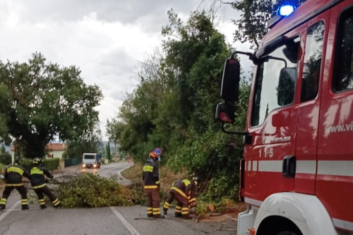 albero caduto