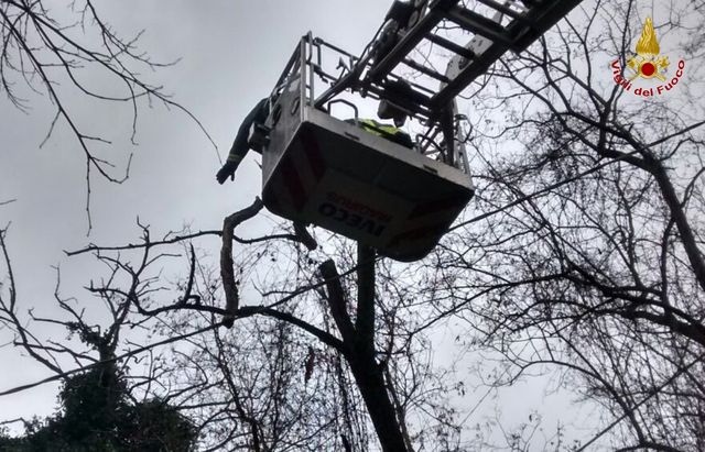 Ancona, rimozione rami pericolanti su cavi della linea elettrica
