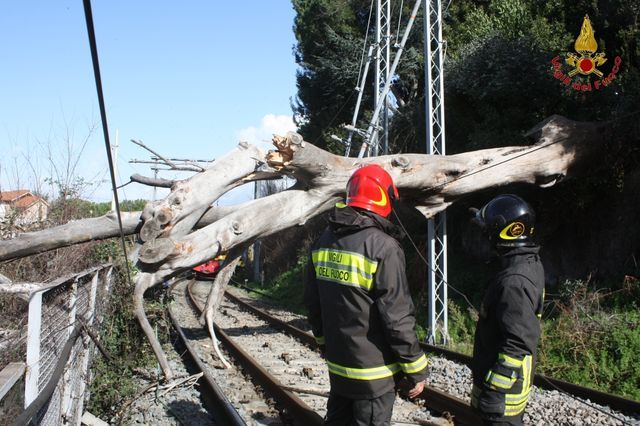 Roma, platano cade sulla linea ferroviaria Roma-Frascati