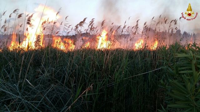 Lecce, macchia mediterranea in fiamme