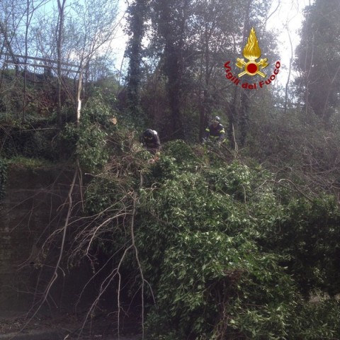 La Spezia, alberi pericolanti a Sarzana